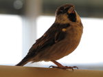 SX02917 Little birdie in Schiphol airport - House Sparrow (Passer Domesticus).jpg